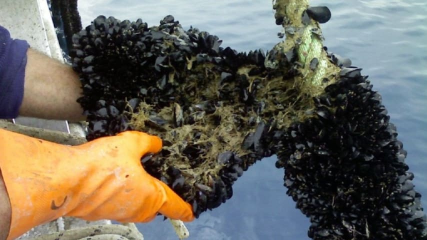 Da controlli, sono emerse cozze contaminate