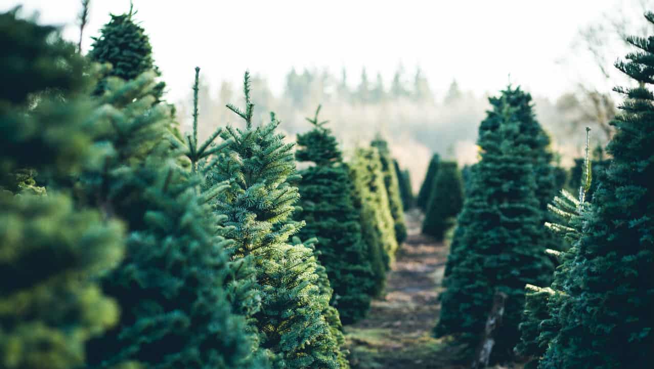 Rubato l'albero di Natale a Napoli dopo appena 4 giorni
