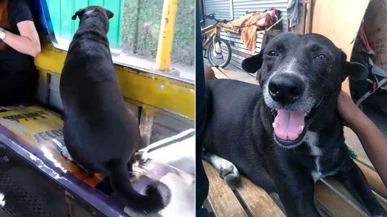 lasciato solo a casa, cane prende l'autobus e raggiunge i padroni