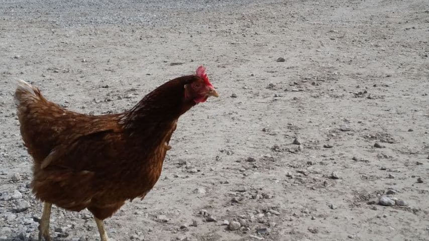 "Cervello di gallina" : da oggi può essere un complimento