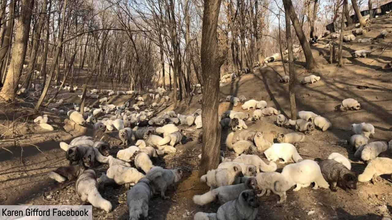 Attivista cinese salva centinaia di volpi bianche da un triste destino: sarebbero diventate pellicce