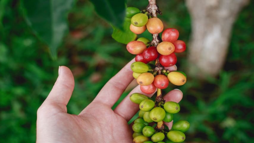 Caffè a rischio sopravvivenza: funghi patogeni stanno attaccando la pianta