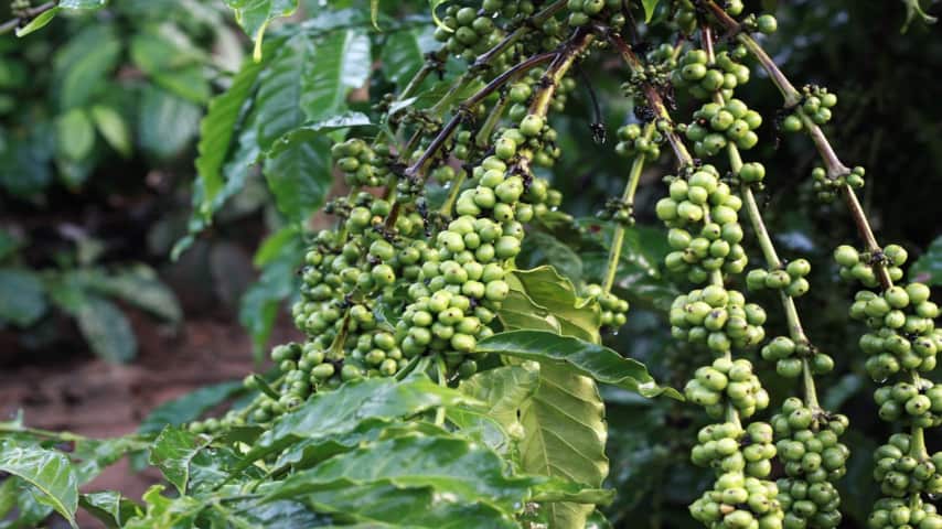 Caffè a rischio sopravvivenza: funghi patogeni stanno attaccando la pianta