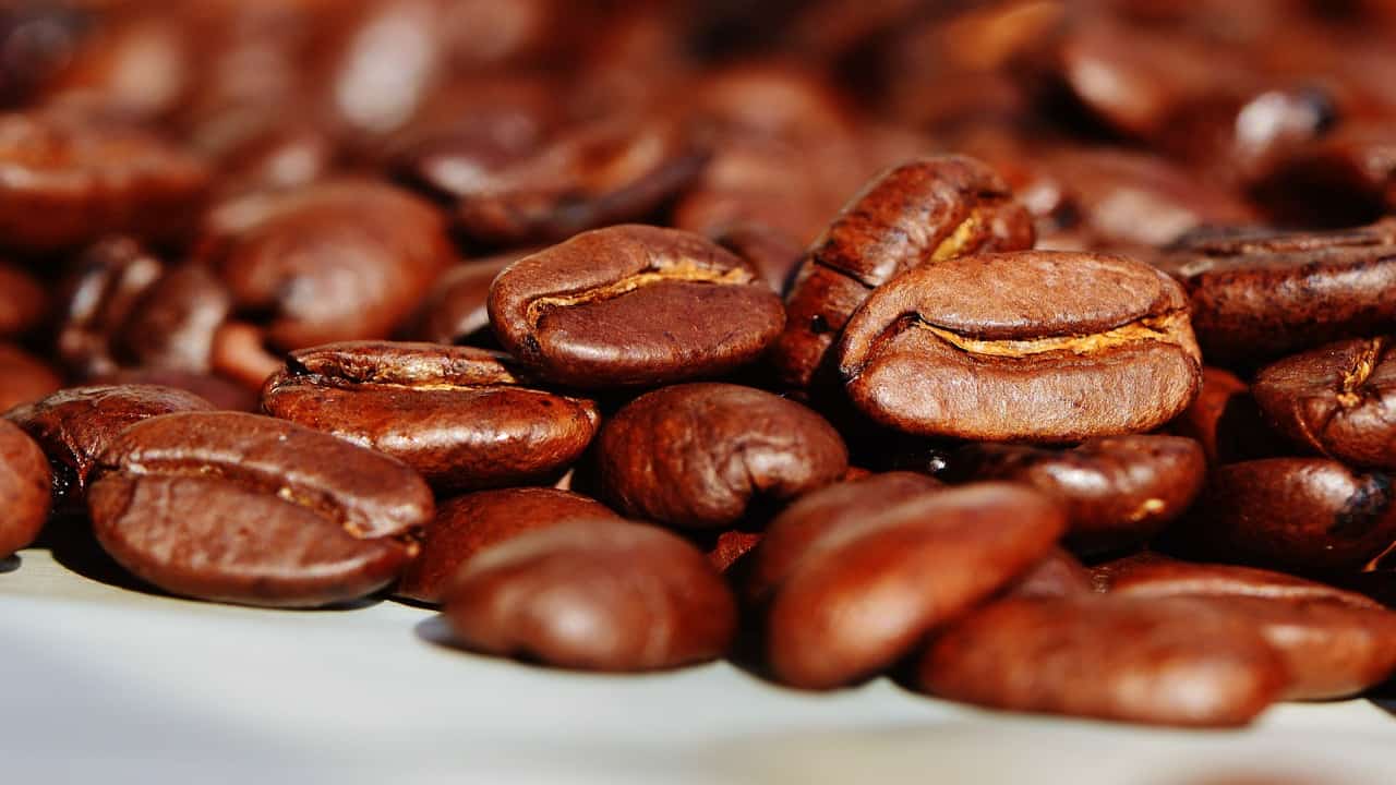 Caffè a rischio sopravvivenza: funghi patogeni stanno attaccando la pianta