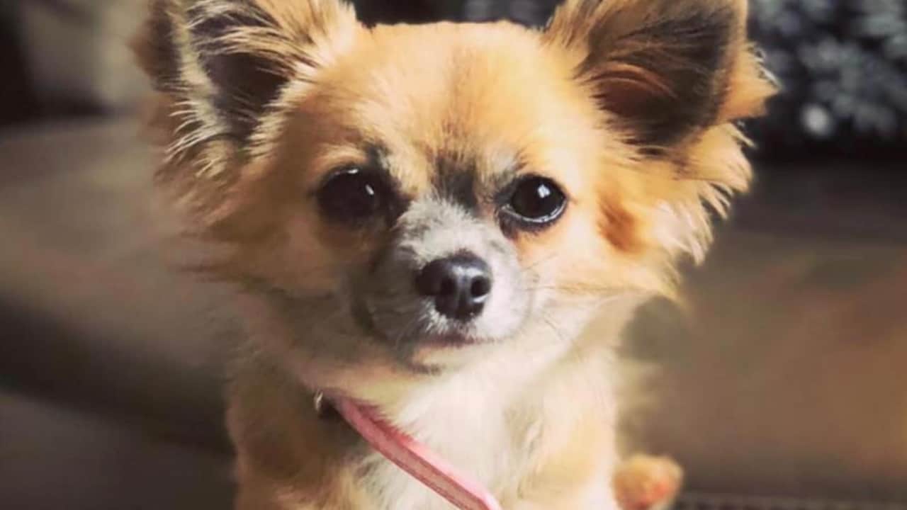 Coco, chihuahua eroe morto per salvare bimba dalle fiamme