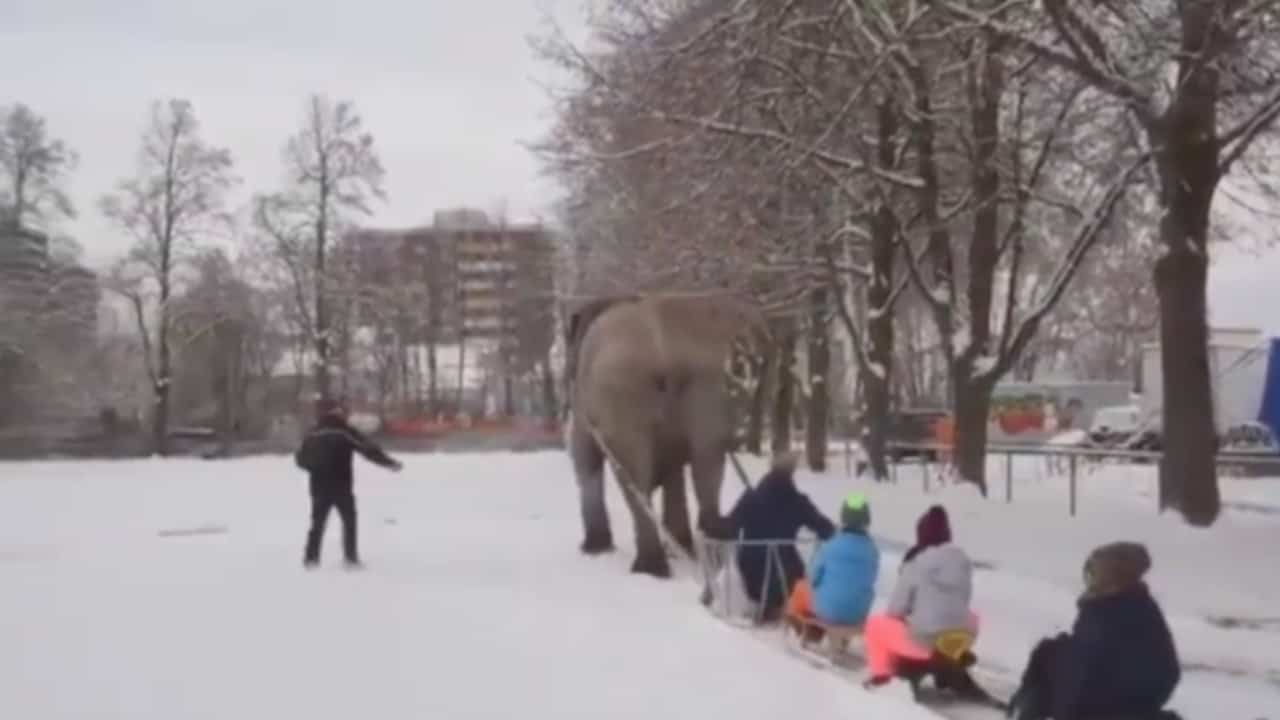 Mambo, l'elefante costretto a trascinare slitte sulla neve