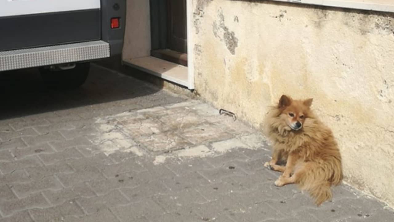 Il cane lo aspetta da 3 anni all'ospedale anche se lui è morto