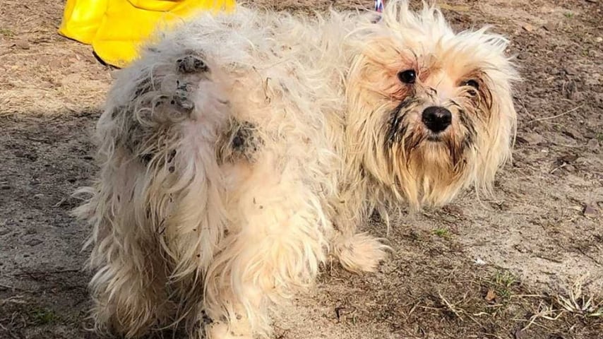 A casa con 200 cani 44 morti nel freezer