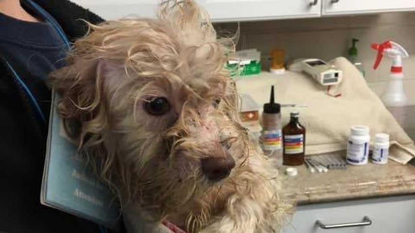 Una donna viveva con 200 cani in mezzo a escrementi e urina