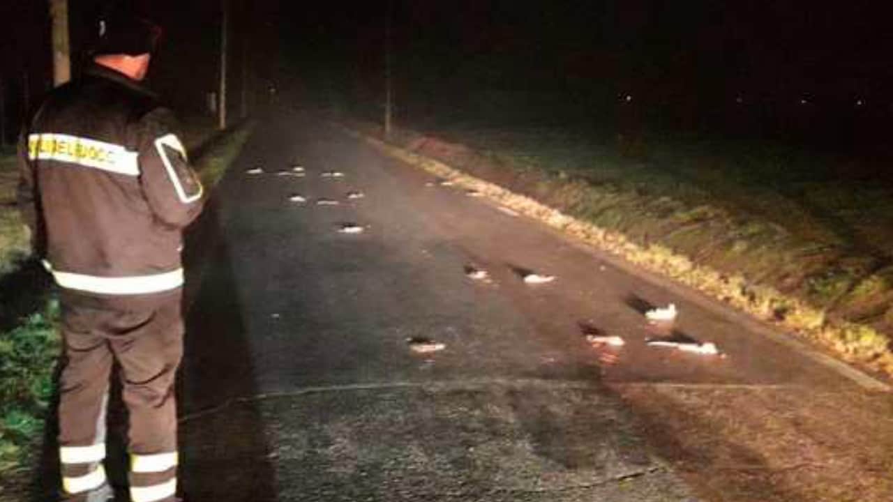 strada di cesena con topi morti