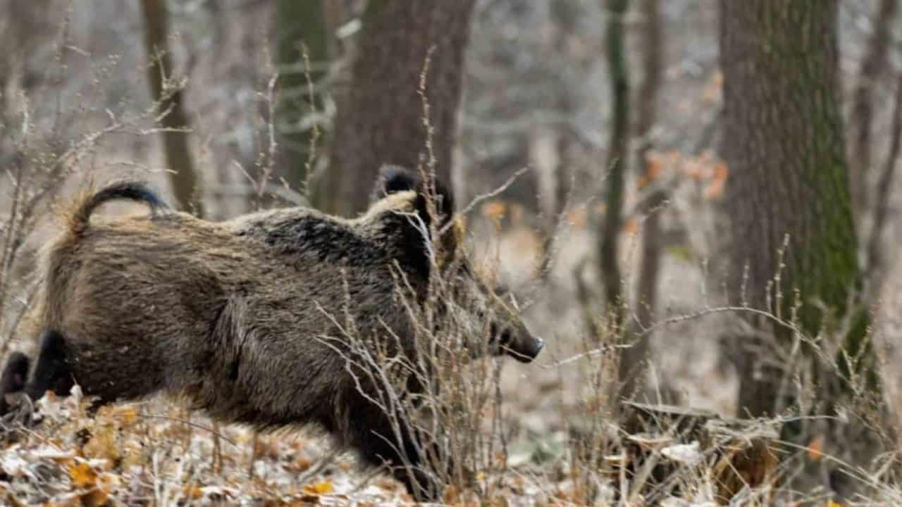 cinghiale che scappa