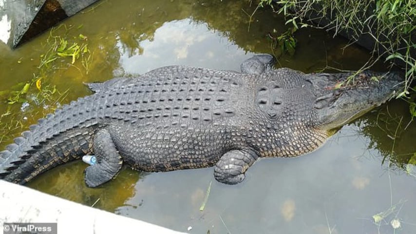 Indonesia, scienziata divorata da un coccodrillo mentre gli dava da mangiare
