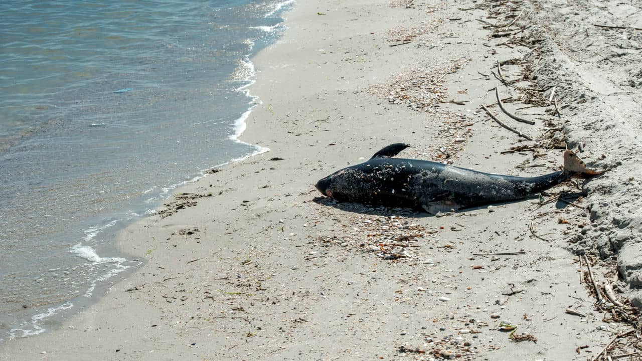 Delfino muore sulla spiaggia, ma la carcassa sparisce: venduto come tonno?