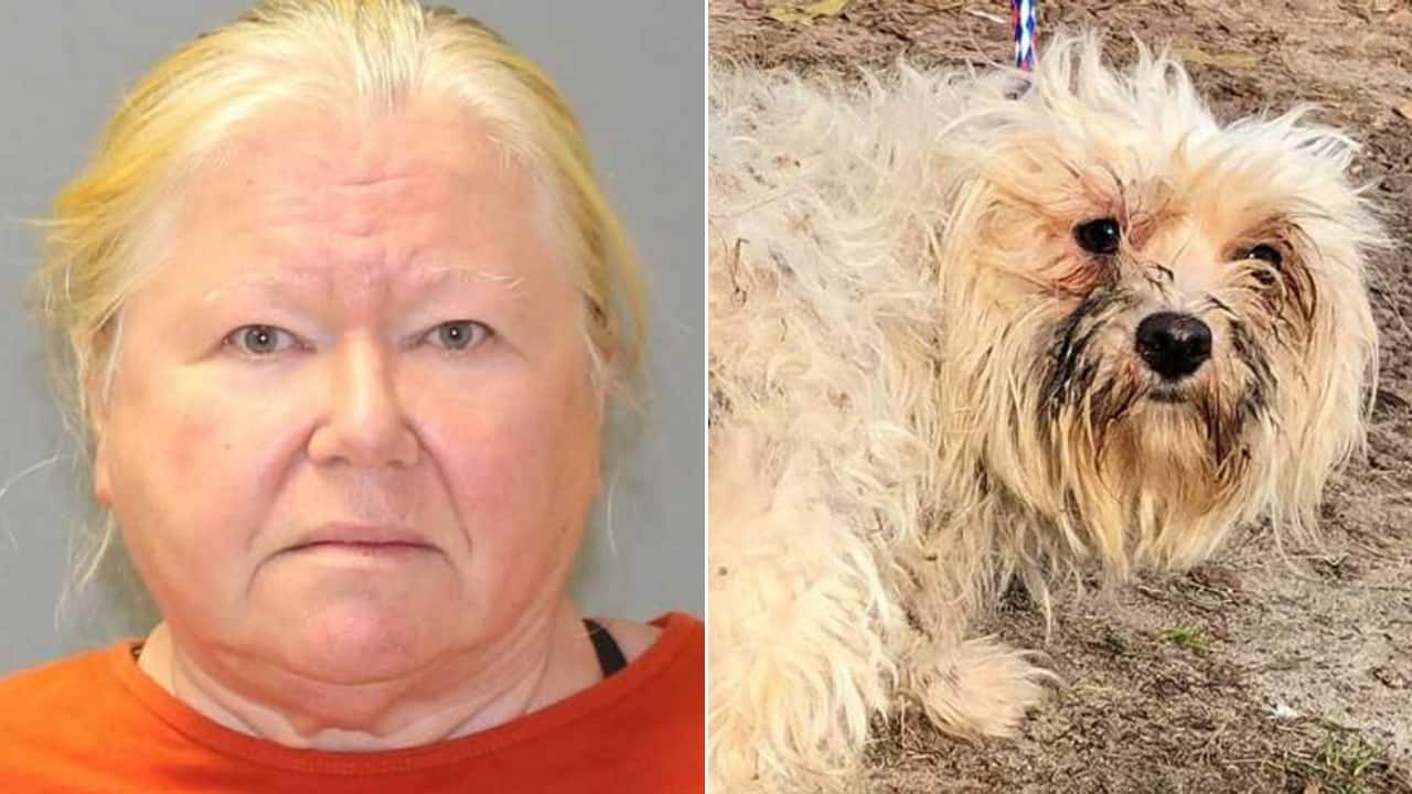 Donna vive con 160 cani: accusati di crudeltà sugli animali