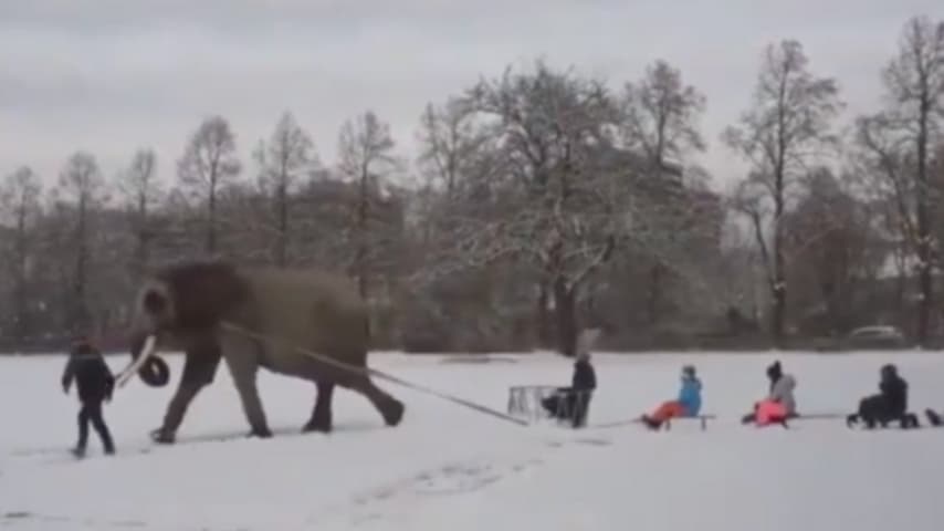 Mambo, l'elefante costretto a trascinare slitte sulla neve.