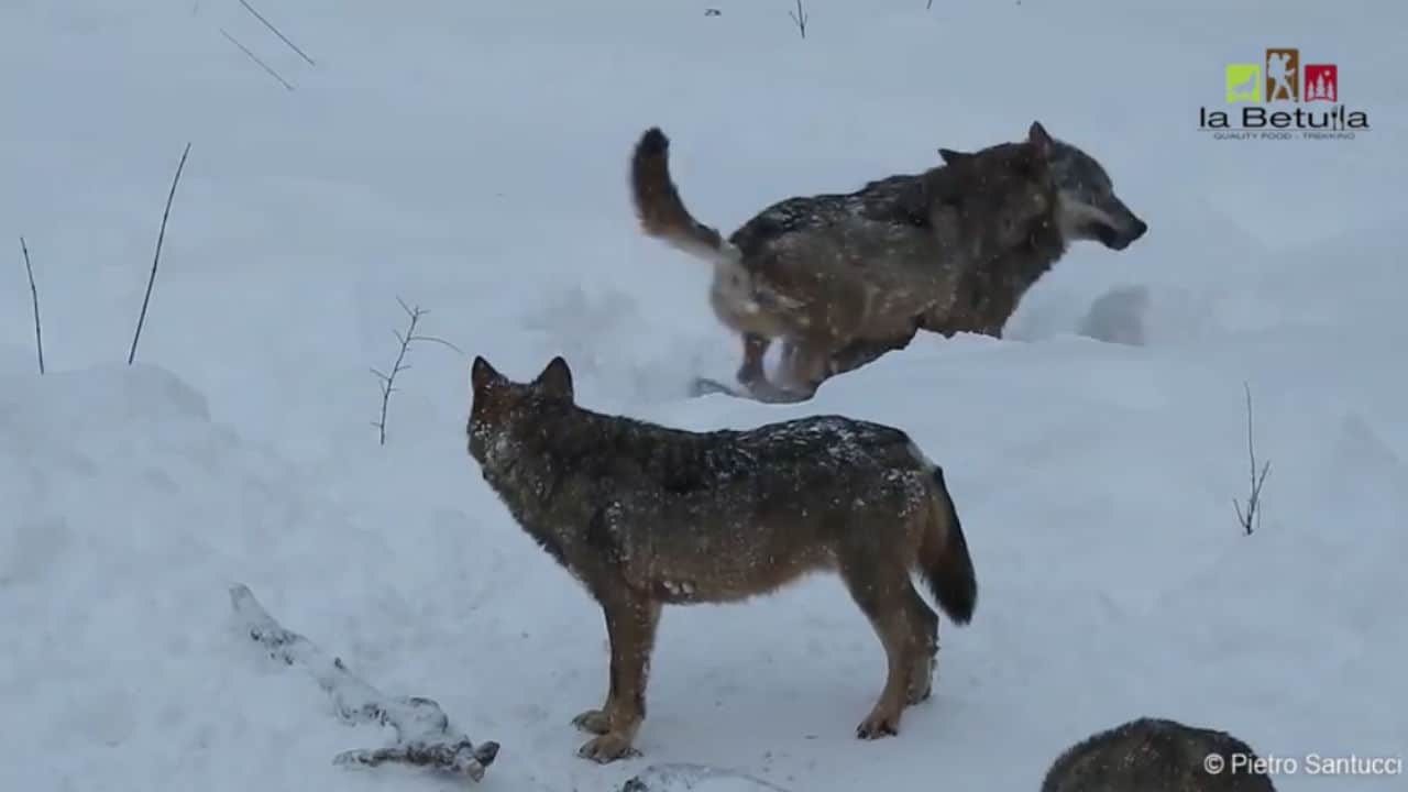 Lupi giocano tra la neve in Abruzzo