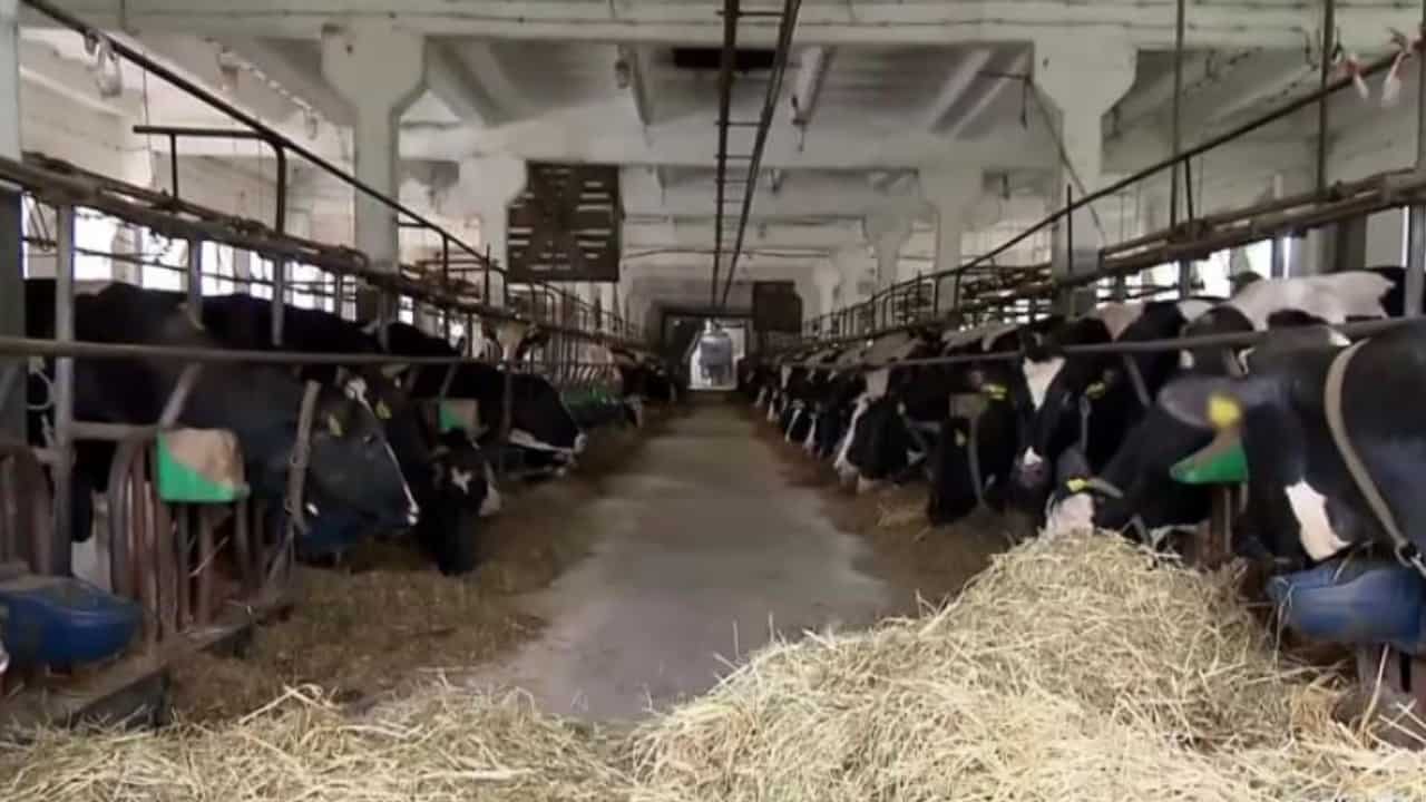 Mucche malate: scandalo alimentare in Polonia