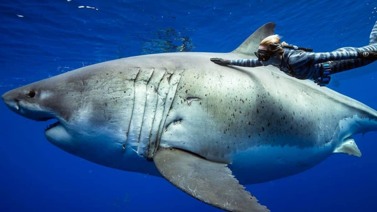 Nuotata adrenalinica con Deep Blue, lo squalo più grande al mondo