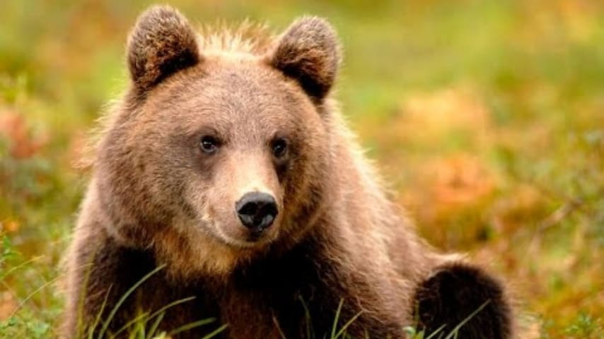 Un orso salva un bimbo di 3 anni