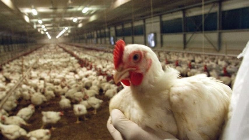 pollo