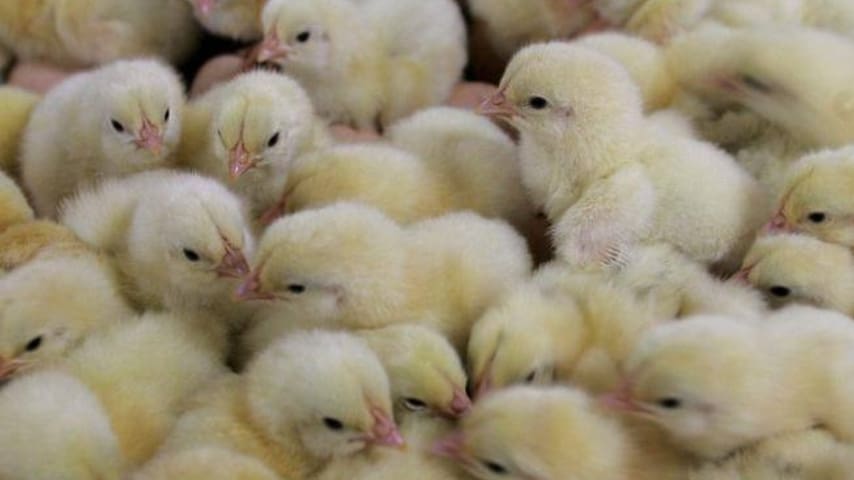 Miliardi pulcini maschi uccisi in tutto il mondo: la scoperta che porrà fine alla mattanza