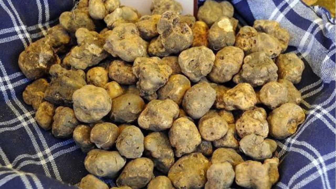 Governo dimezza iva sul tartufo e lascia al 22% quella sugli assorbenti