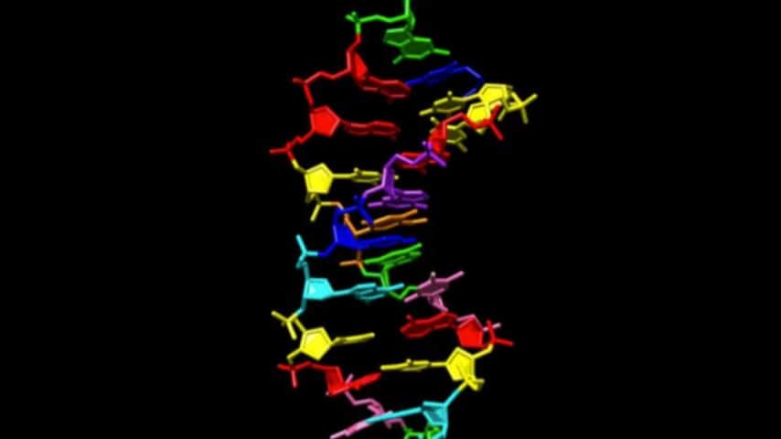 G (verde), A (rosso), C (blu scuro), T (giallo), B (ciano), S (rosa), P (viola), e Z (arancione). I primi quattro elementi costitutivi si trovano nel DNA umano; gli ultimi quattro sono sintetici. Fonte: comunicato stampa Foundation for Applied Molecular Evolution