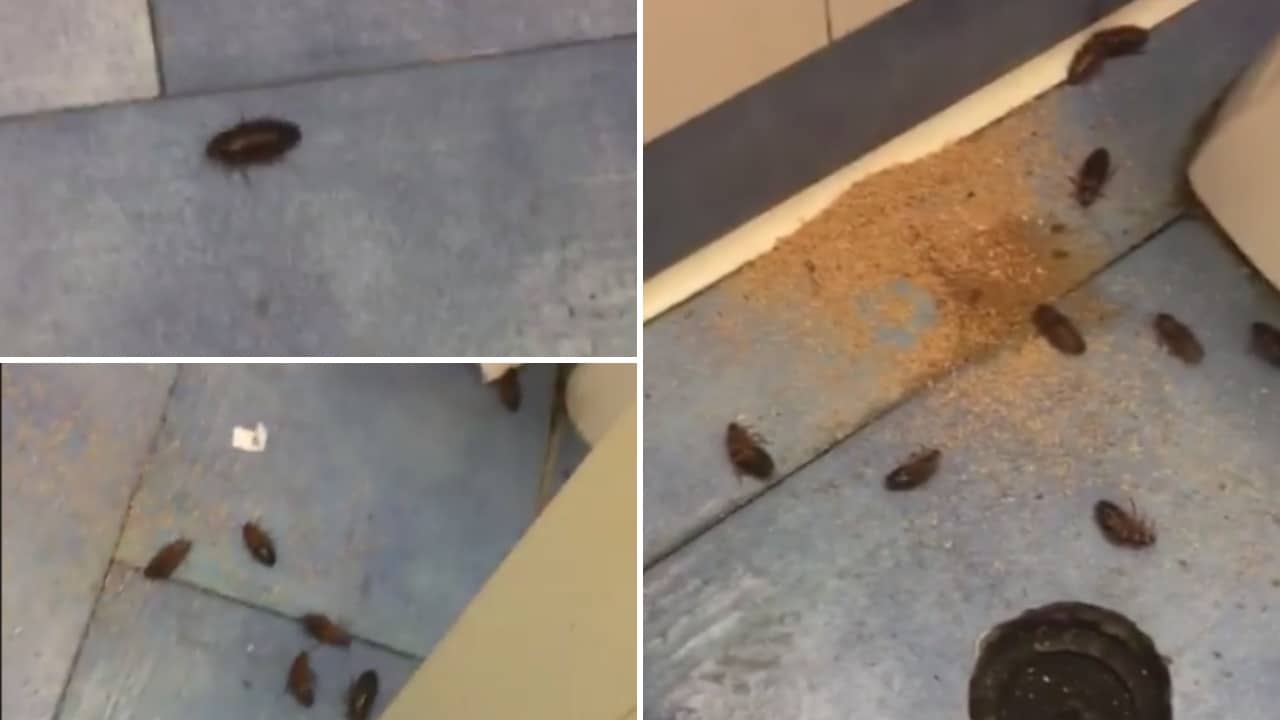 Napoli_ ancora degrado in ospedale, invasione di blatte al Vecchio Pellegrini
