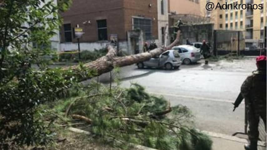 albero roma