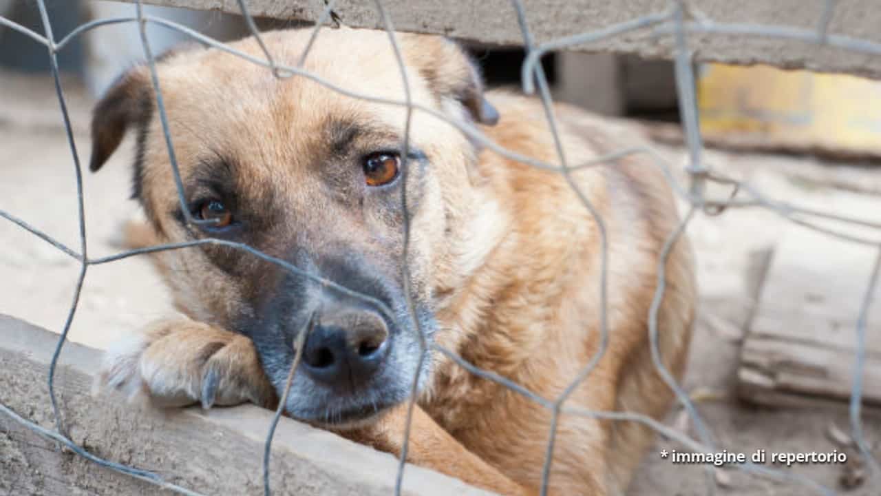 Ancona, canile dell’orrore: cani senza acqua e cibo, sommersi dalle feci