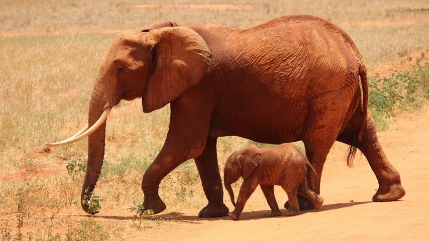 elefante, madre