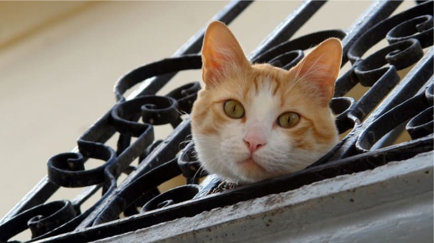 gatto_balcone