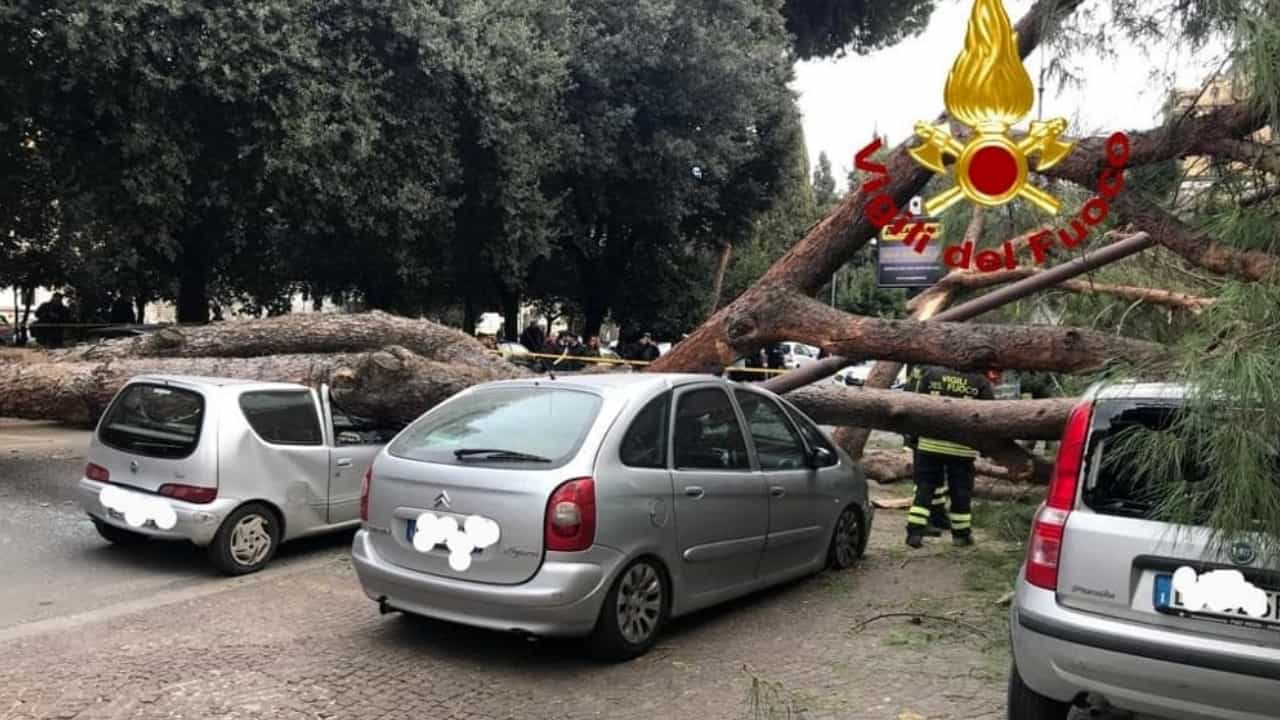 macchine albero roma