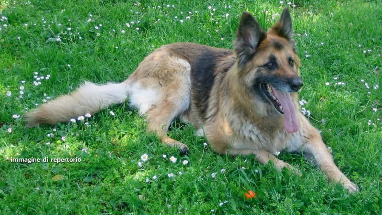 morto il cane Falco, salvò 3 bambini intrappolati al Rigopiano