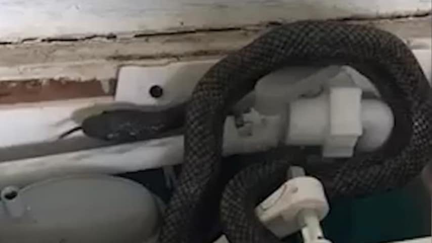 Un serpente blu sbuca fuori dal gabinetto della nuova casa, panico per una coppia