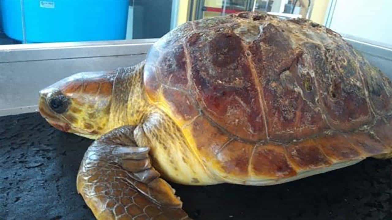 Tartaruga morta nelle coste del Cilento: troppa plastica nello stomaco