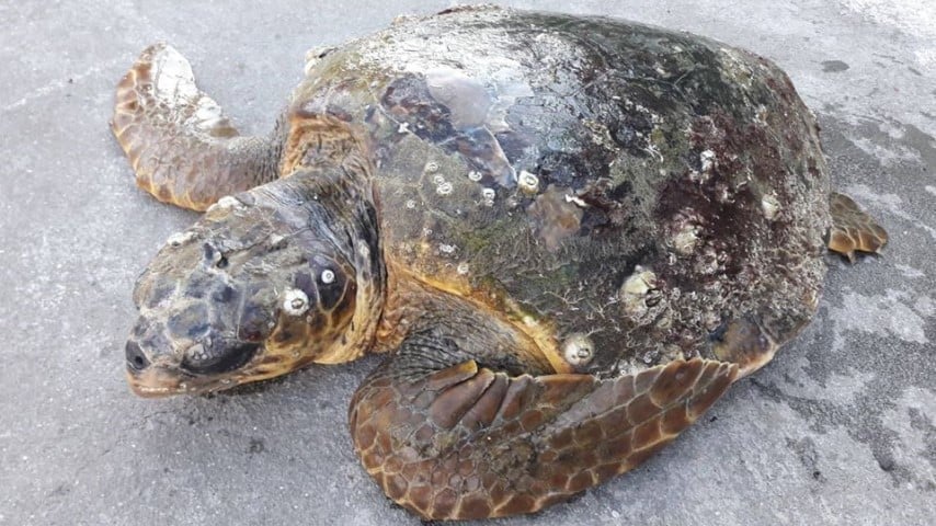 Puglia, mistero delle tartarughe decapitate: non sarebbe colpa dei pescatori