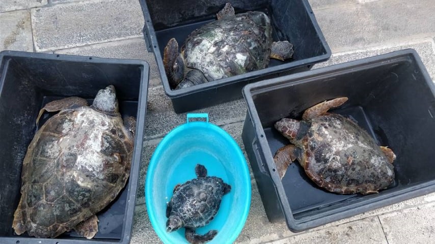 Puglia, mistero delle tartarughe decapitate: non sarebbe colpa dei pescatori
