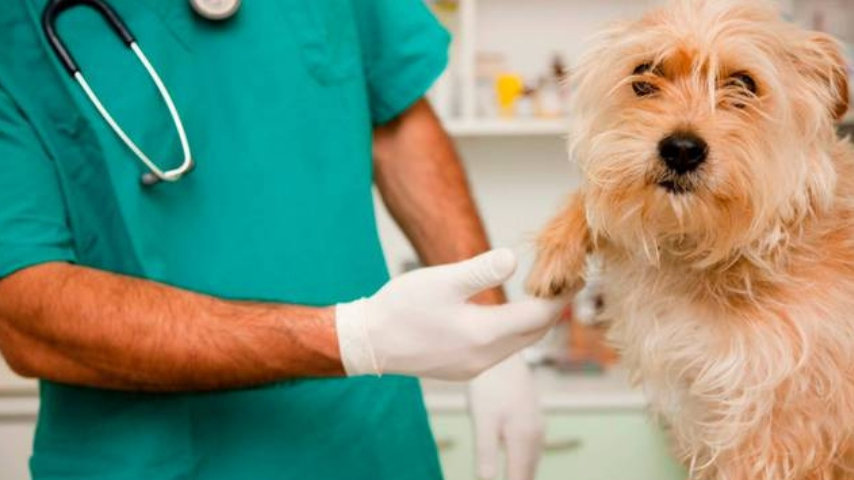 veterinario con cane