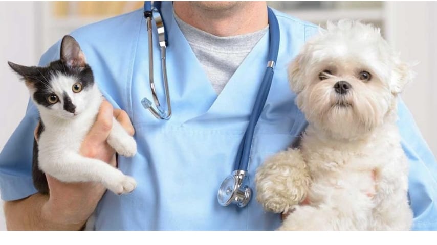 veterinario