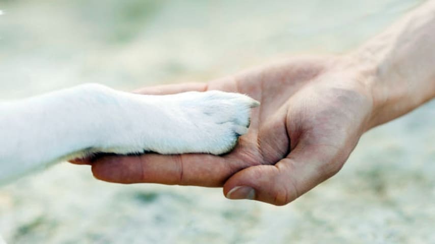 Foto di cane che dà la zampa