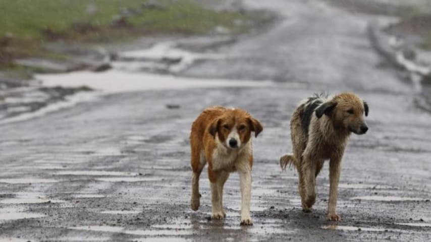 Foto di cani randagi