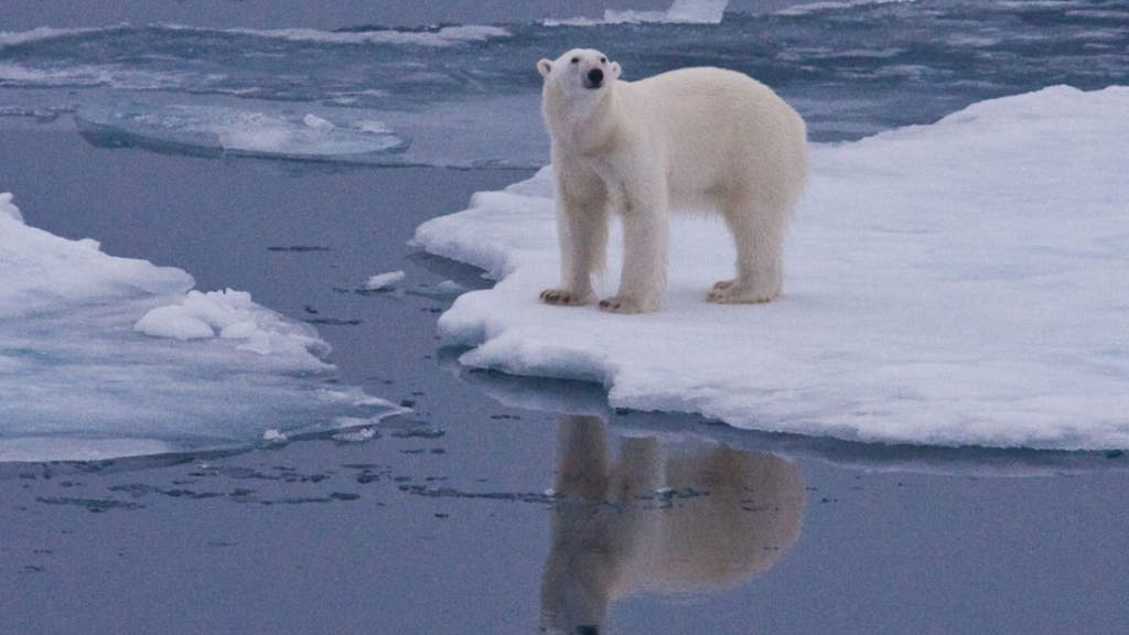 alaska caldo orsi