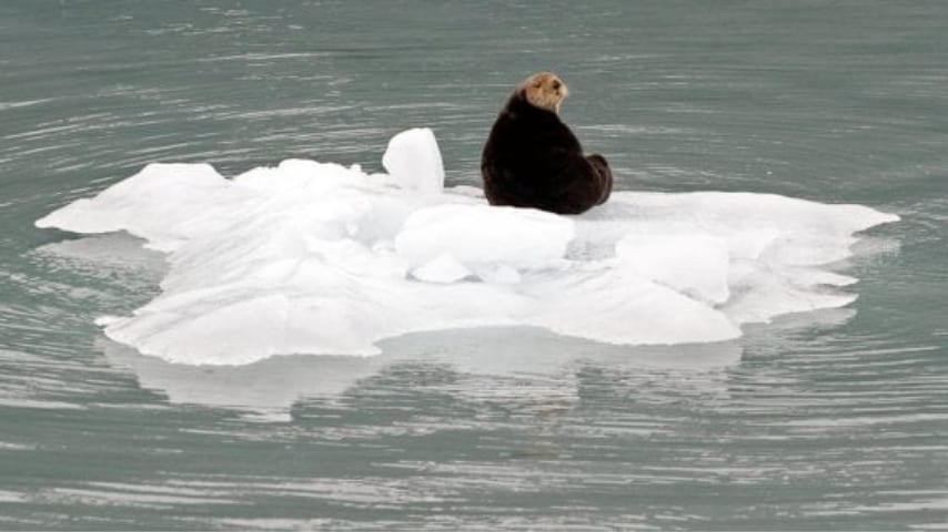 foca caldo alaska