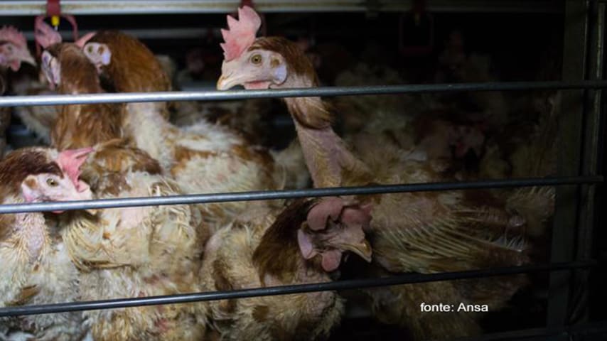 foto allevamenti in gabbia galline