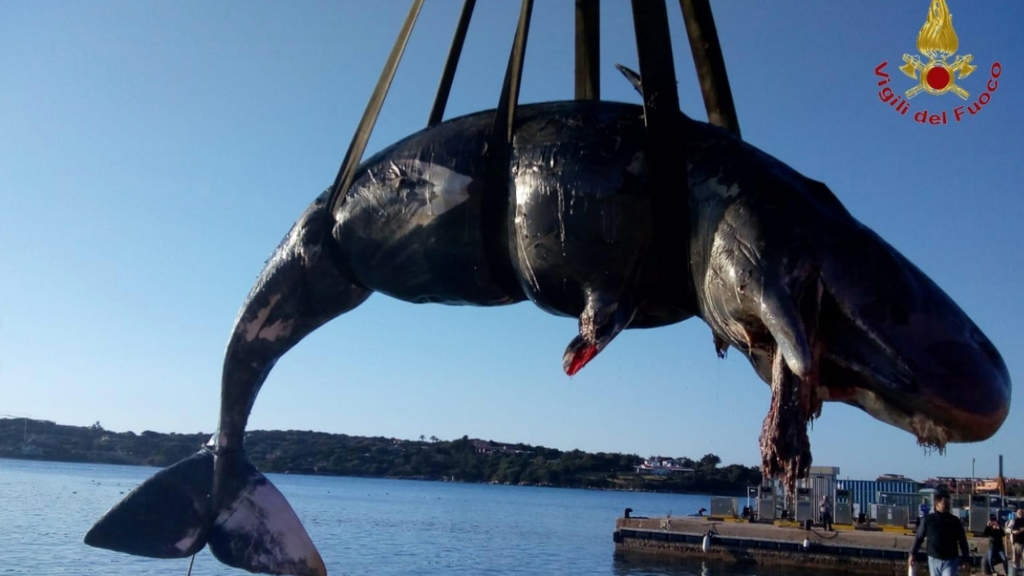la balena spiaggiata a Porto Cervo