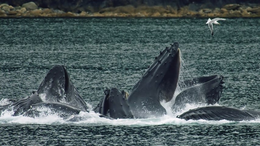Balene in pericolo: l'Islanda programma la caccia a 2mila esemplari