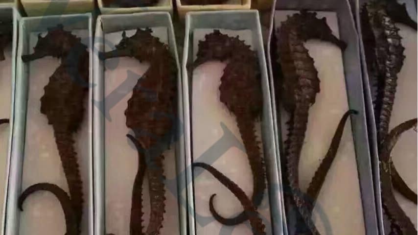 Cavallucci marini e oloturie: il traffico illegale che mette in pericolo i nostri mari