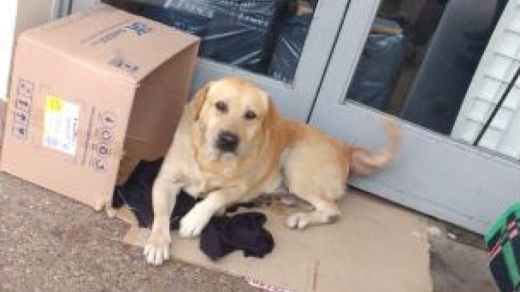 Toto, il labrador fedele aspetta davanti all'ospedale il padrone morto