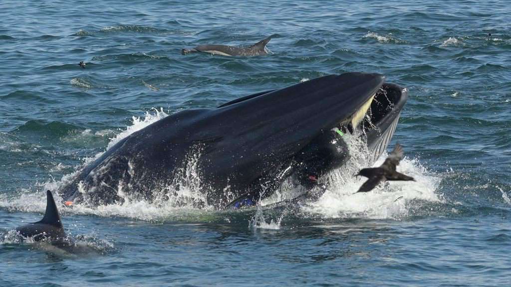 Foto della balena e del sub inghiottito